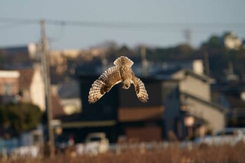 コミミズク 場所が不明 2022年1月10日(月)