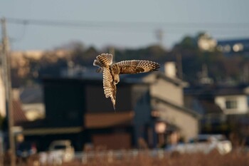 コミミズク 場所が不明 2022年1月10日(月)