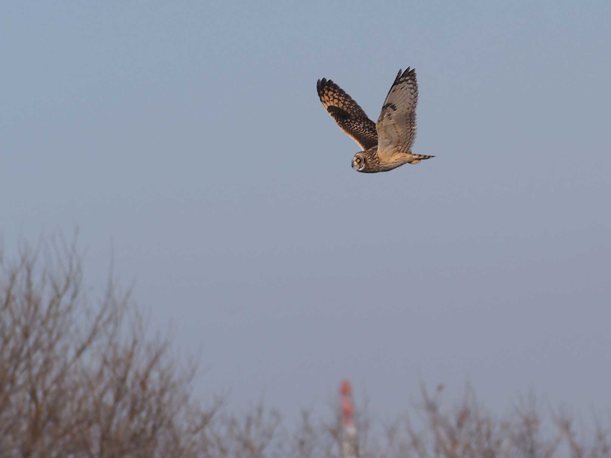 埼玉県熊谷市 コミミズクの写真 by 日根野 哲也