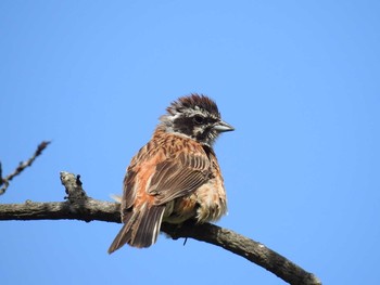 Meadow Bunting 県立宝塚西谷の森公園 Sat, 8/12/2017