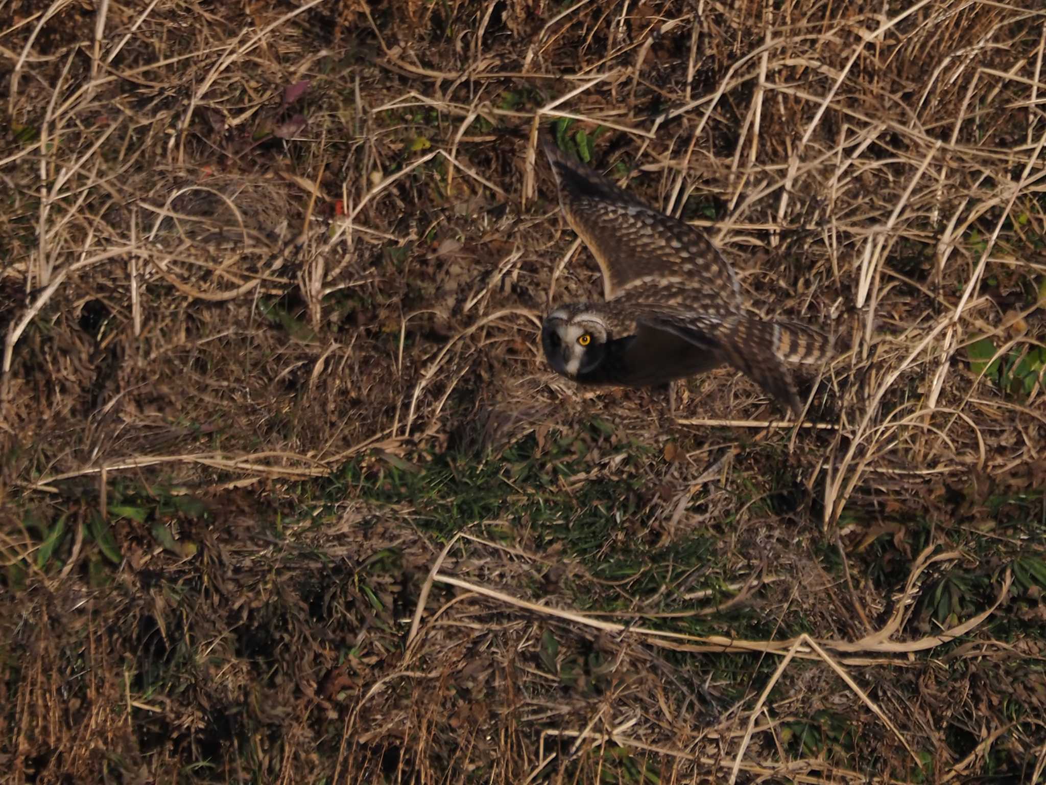 埼玉県熊谷市 コミミズクの写真 by 日根野 哲也