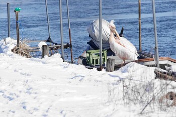 Great White Pelican 印旛沼 Fri, 1/7/2022