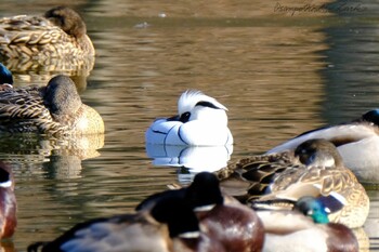 ミコアイサ 井頭公園 2022年1月22日(土)