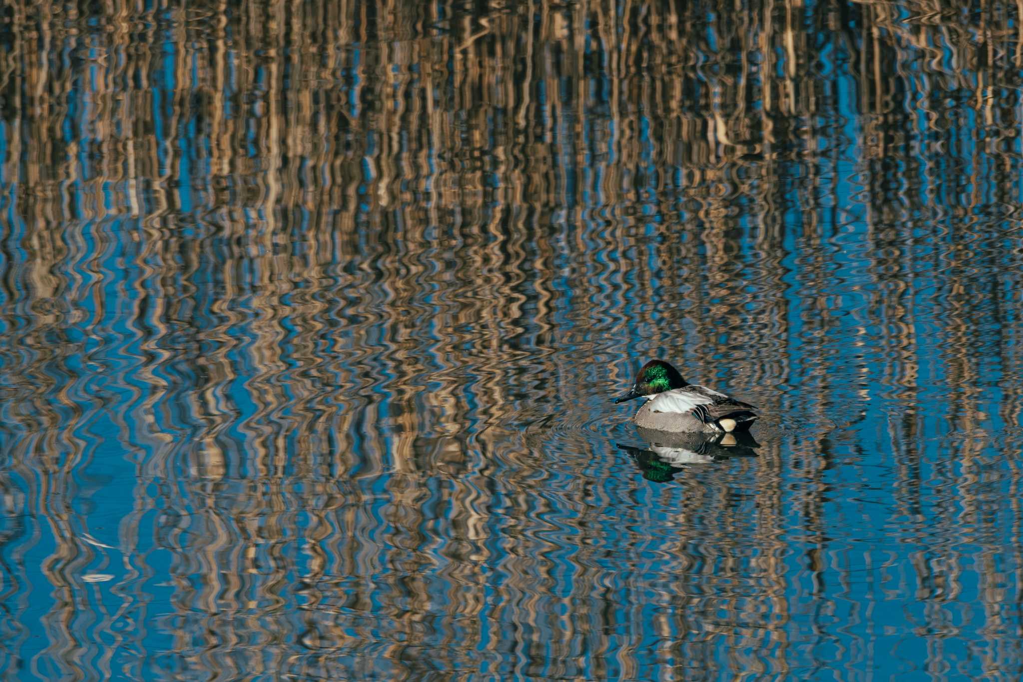 境川遊水地公園 ヨシガモの写真 by Tosh@Bird