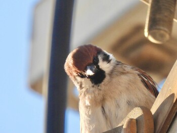 Eurasian Tree Sparrow 神戸大学 Tue, 1/25/2022