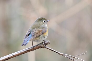 ルリビタキ 秋ヶ瀬公園 2022年1月23日(日)