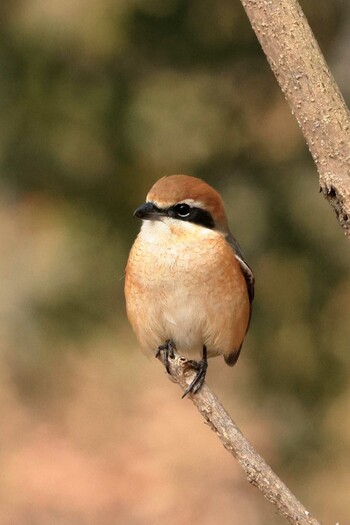 Bull-headed Shrike 八王子市 Tue, 1/25/2022