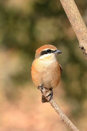 Bull-headed Shrike 八王子市 Tue, 1/25/2022