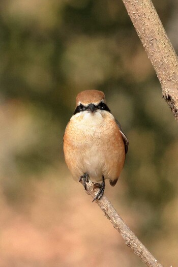 Bull-headed Shrike 八王子市 Tue, 1/25/2022