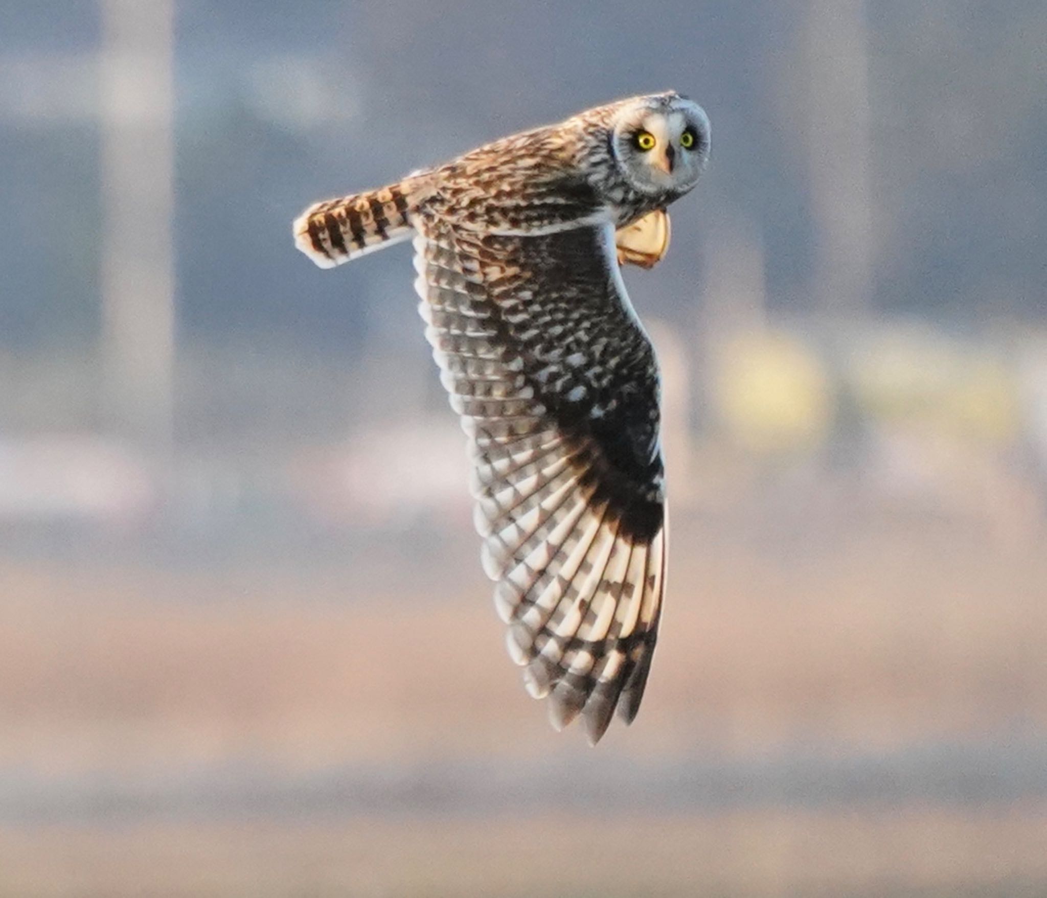 手賀川支流 コミミズクの写真 by アカウント6291