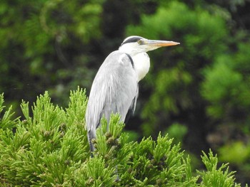 Grey Heron 武田尾 Sat, 8/12/2017