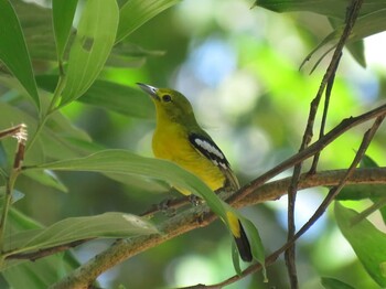 Common Iora Khao Sok NP Unknown Date