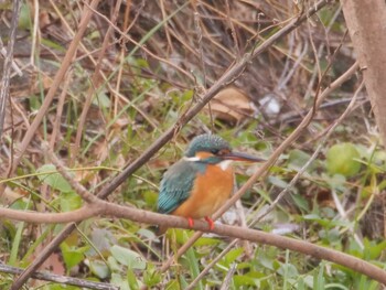 2022年1月23日(日) 沼津市の野鳥観察記録