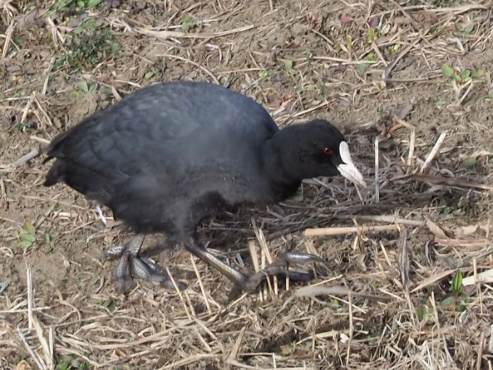 オオバン