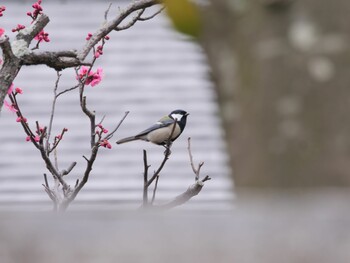 シジュウカラ 沼津市 2022年1月23日(日)