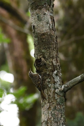 Eurasian Treecreeper Togakushi Forest Botanical Garden Fri, 8/11/2017