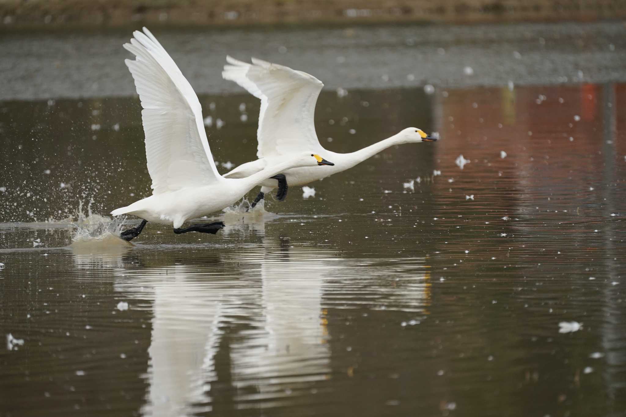 Photo of Tundra Swan at 潟ノ内(島根県松江市) by ひらも