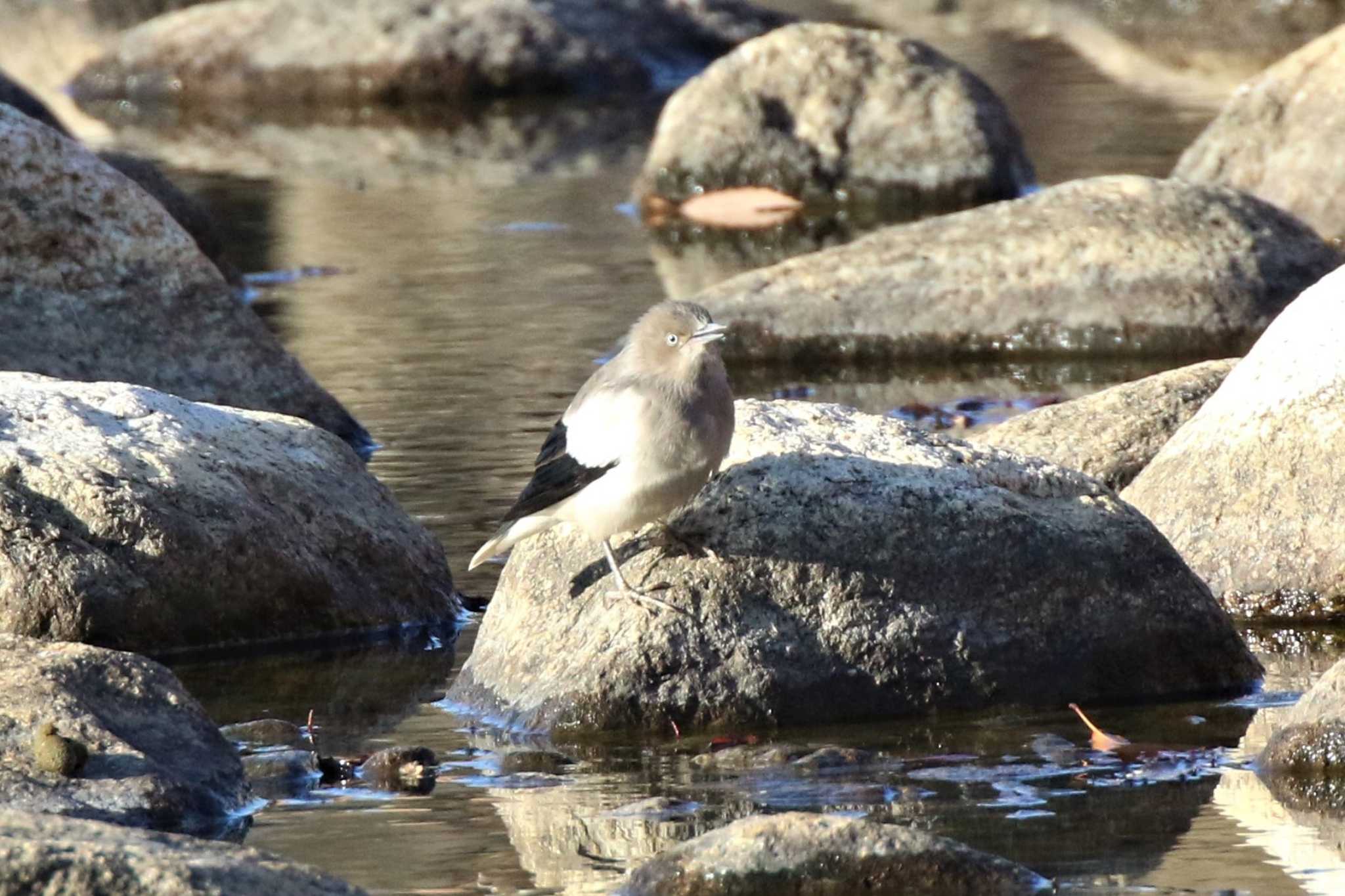 迷鳥カラムクドリ