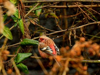 Siberian Long-tailed Rosefinch 京都府亀岡市 Mon, 1/24/2022