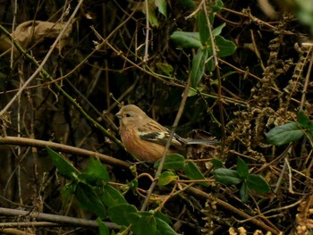 Siberian Long-tailed Rosefinch 京都府亀岡市 Mon, 1/24/2022