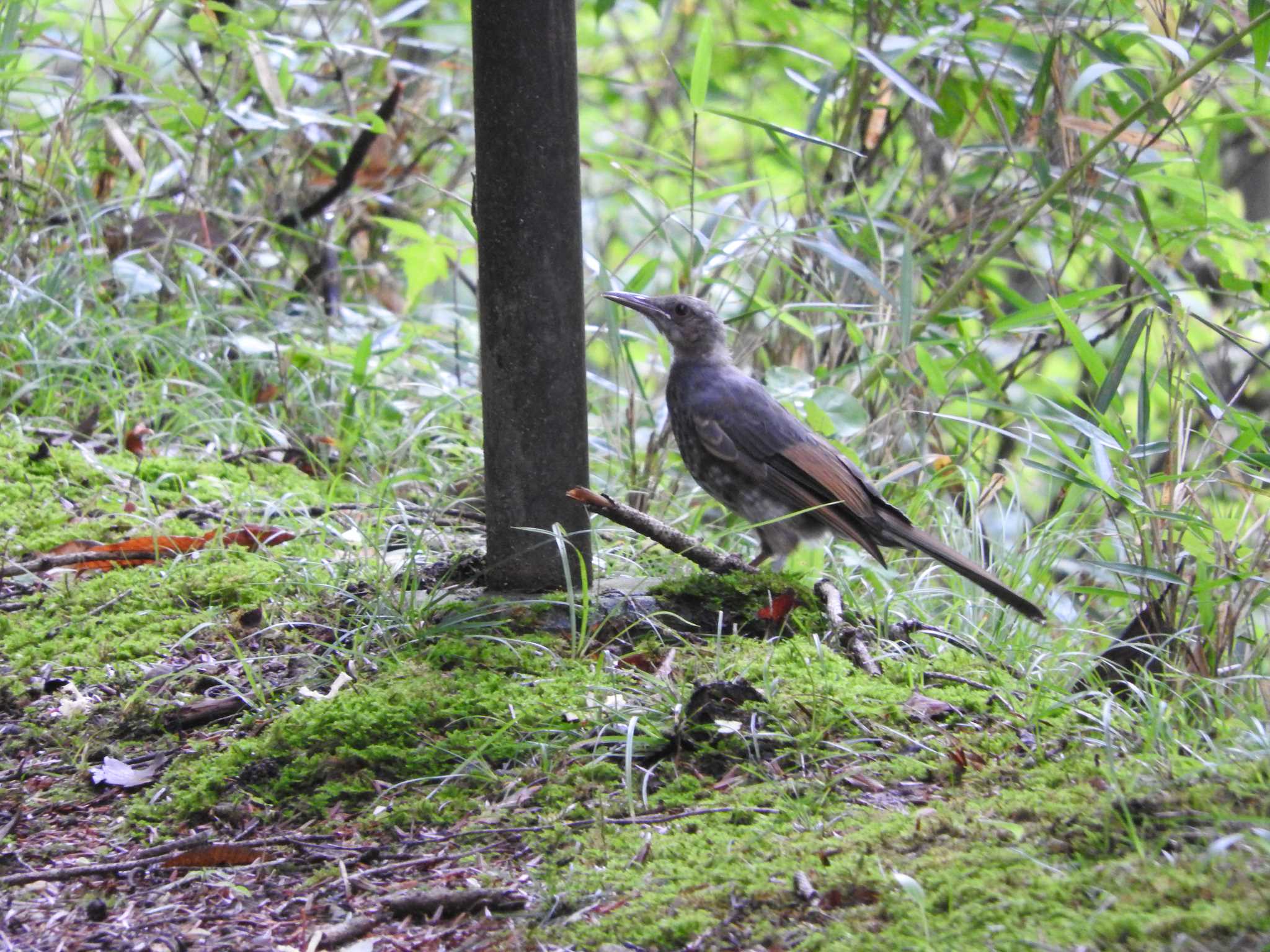 Brown-eared Bulbul