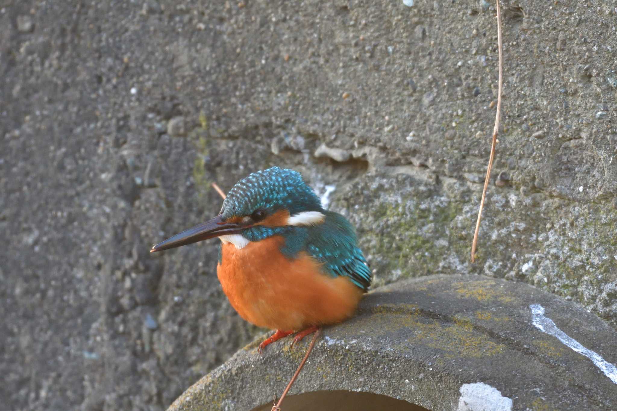 長浜公園 カワセミの写真