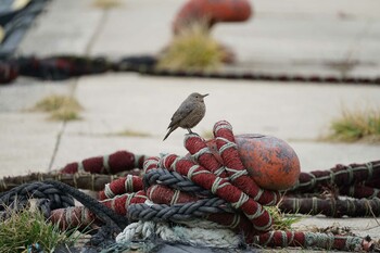 Tue, 1/25/2022 Birding report at 恵曇漁港