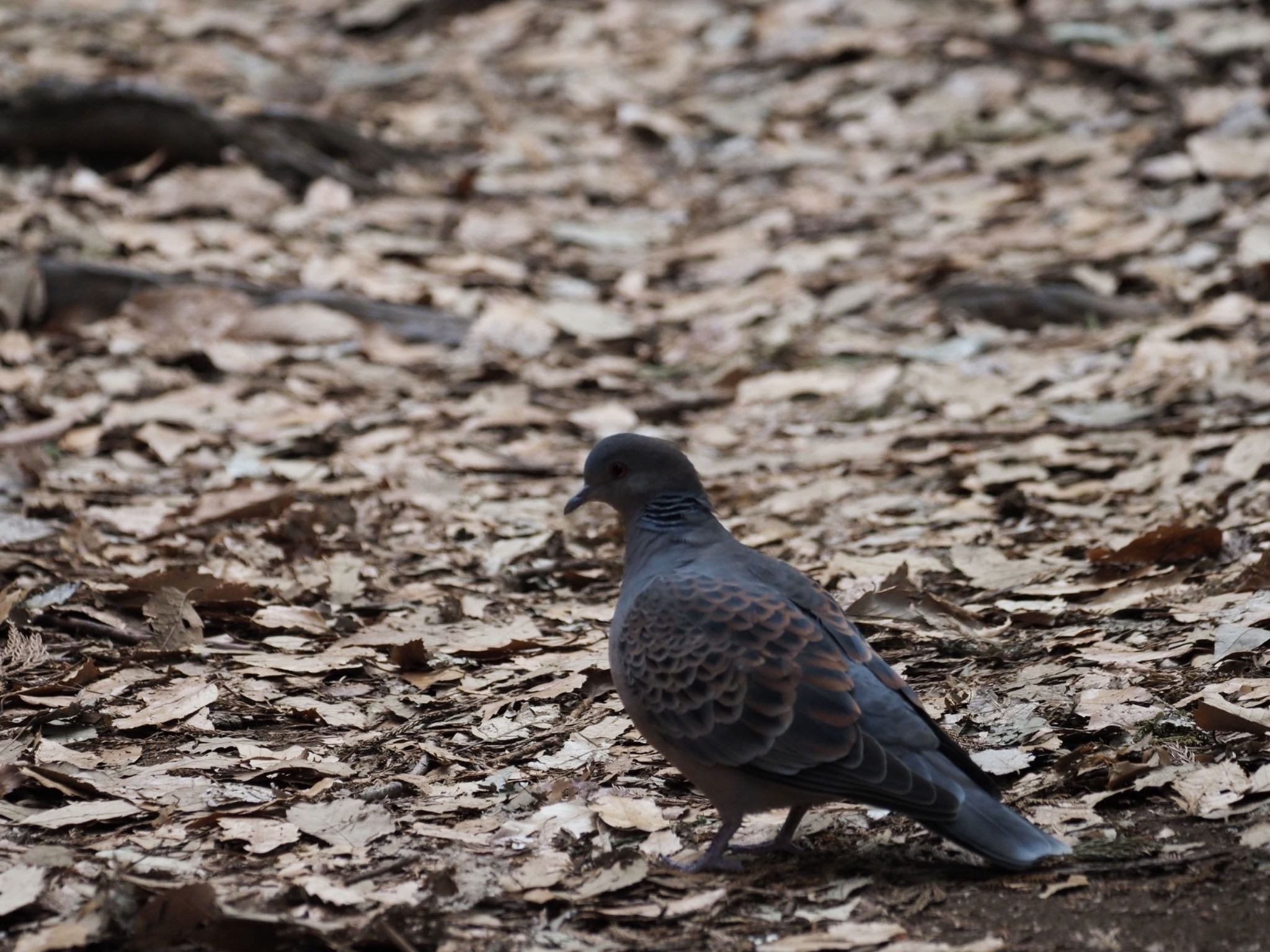 泉の森公園 キジバトの写真