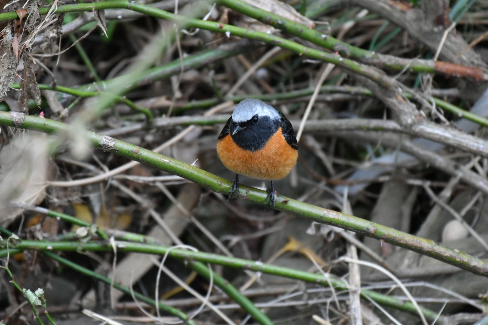 恩田川 ジョウビタキの写真