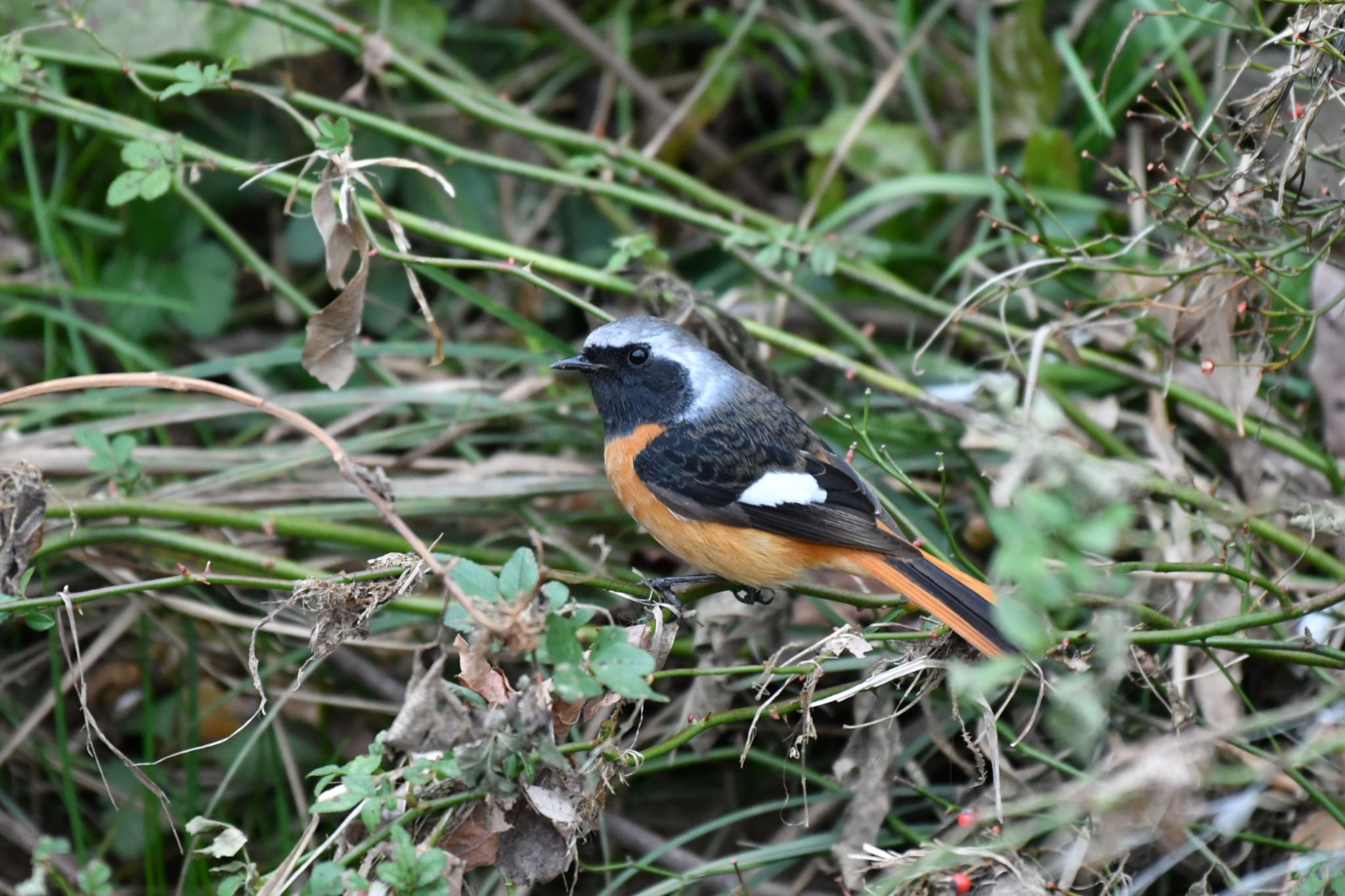 恩田川 ジョウビタキの写真 by がぶたん