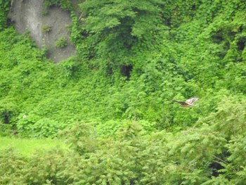 トビ 相模原市大野貯水池 2017年8月12日(土)