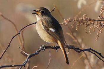 Daurian Redstart 荒川河川敷 Fri, 1/21/2022