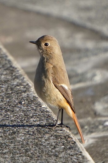 Daurian Redstart 荒川河川敷 Sat, 1/22/2022