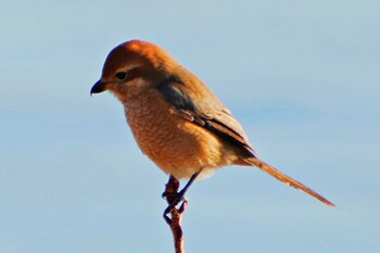 Bull-headed Shrike 荒川河川敷 Sat, 1/22/2022