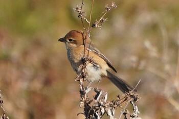 Bull-headed Shrike 荒川河川敷 Sat, 1/22/2022