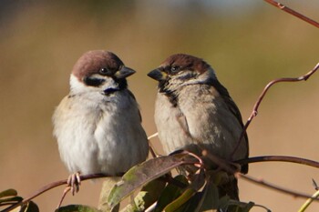 Eurasian Tree Sparrow 荒川河川敷 Sat, 1/22/2022