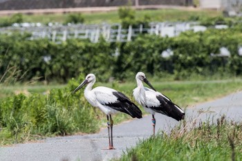 コウノトリ 山口県下関市 2017年8月11日(金)