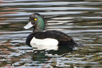 キンクロハジロ 横十間川親水公園(東京都江東区) 2022年1月24日(月)