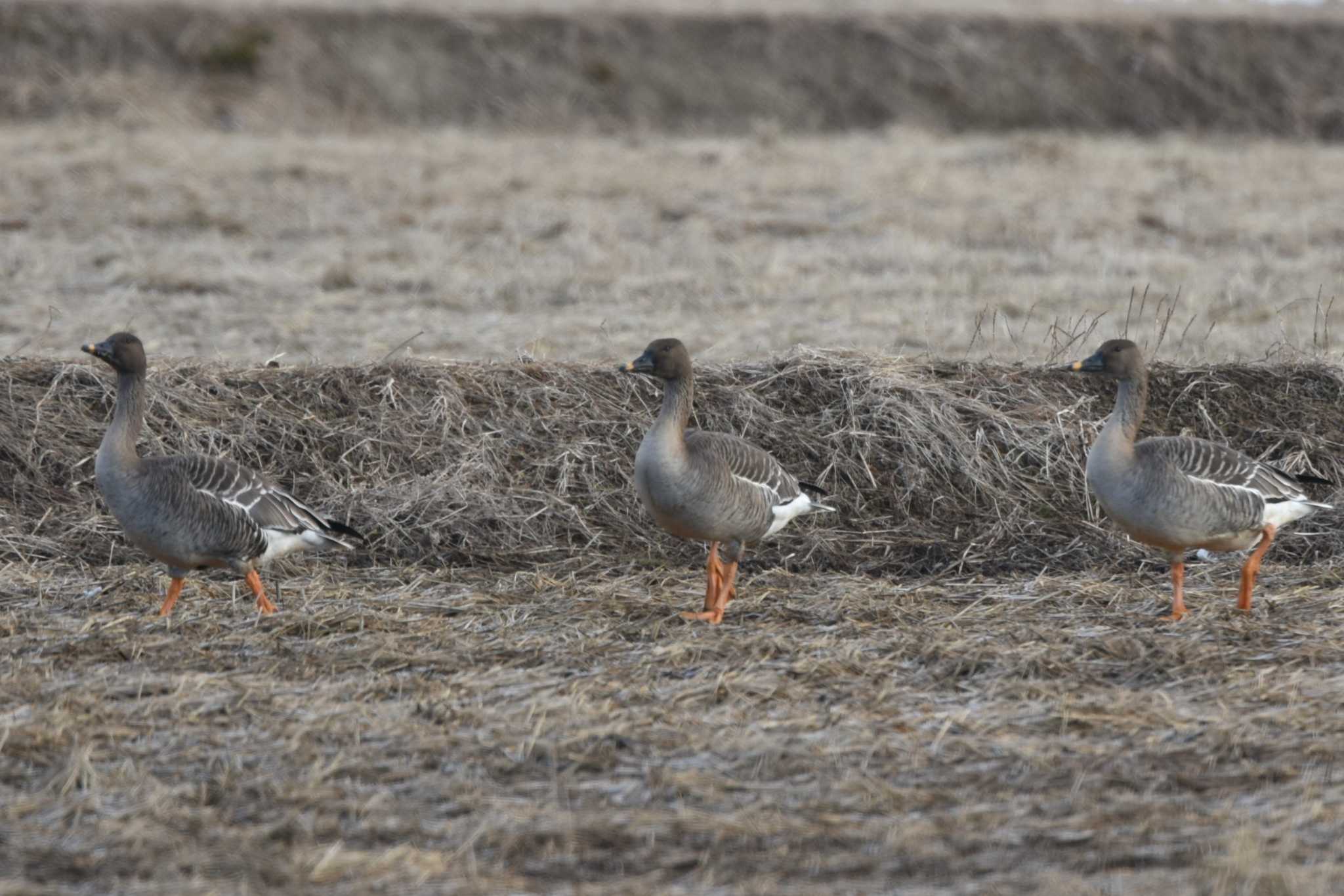 Tundra Bean Goose