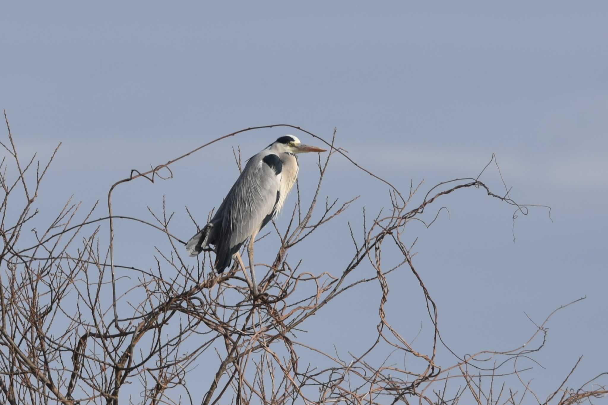 Grey Heron