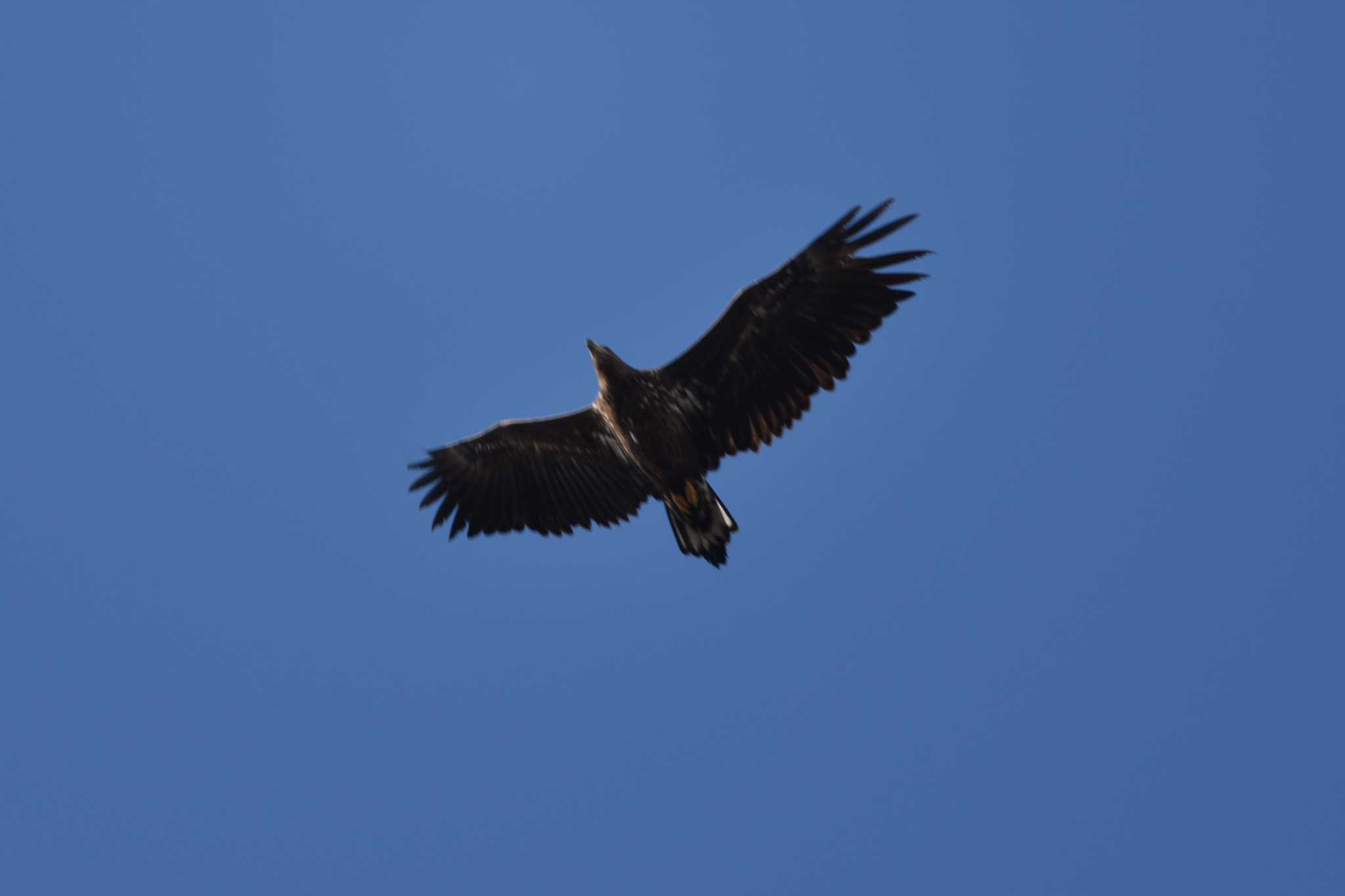 Eastern Marsh Harrier