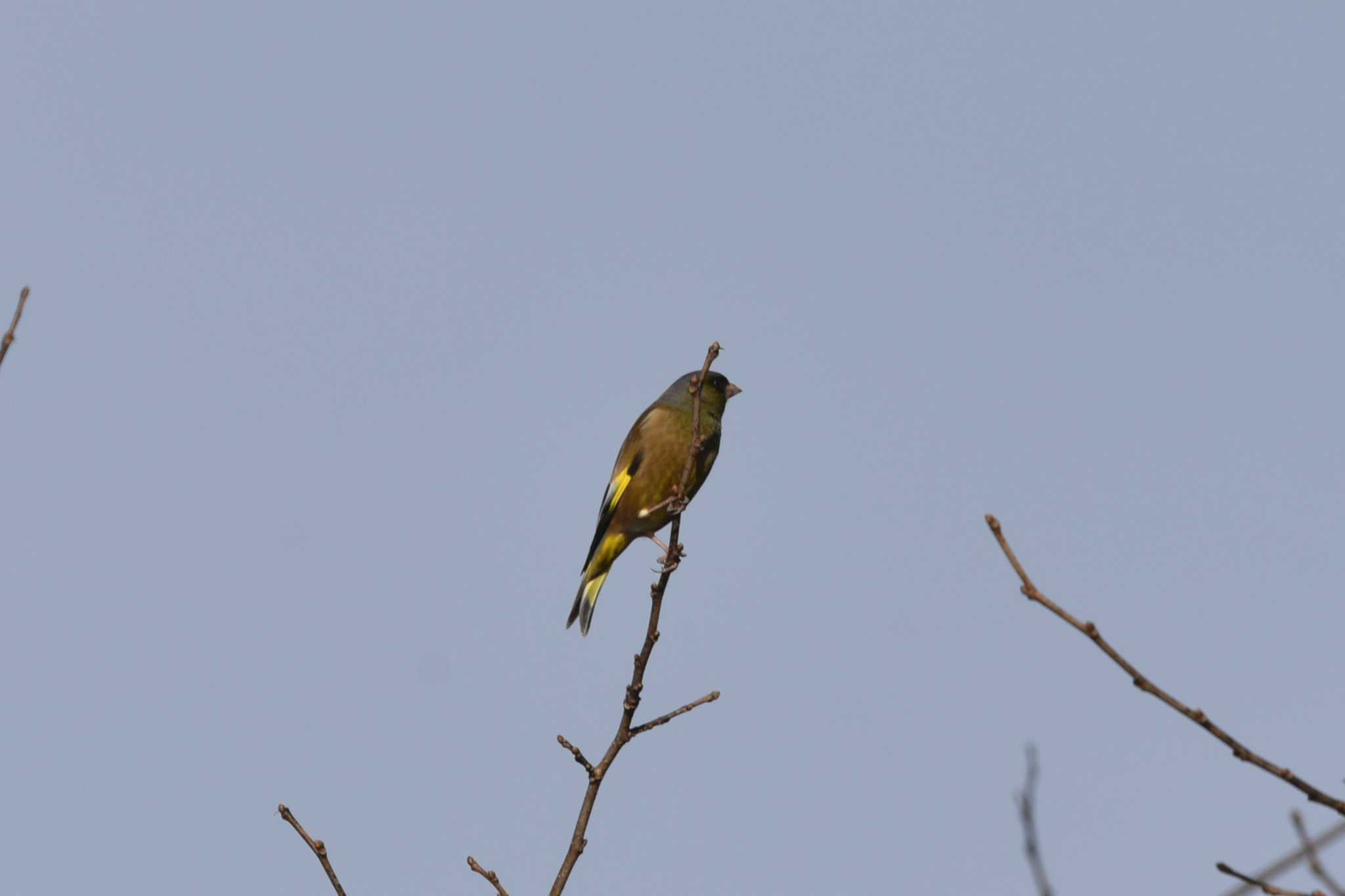 Grey-capped Greenfinch