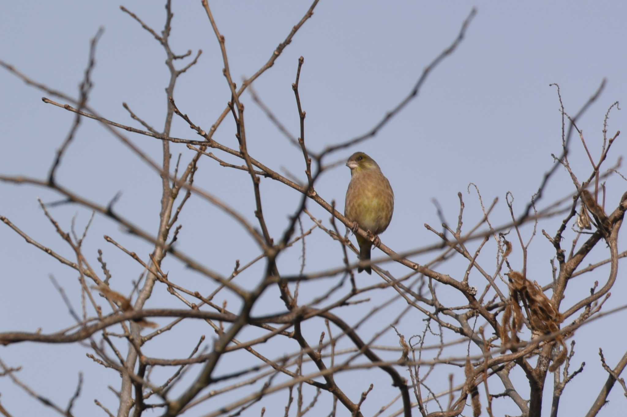 Grey-capped Greenfinch