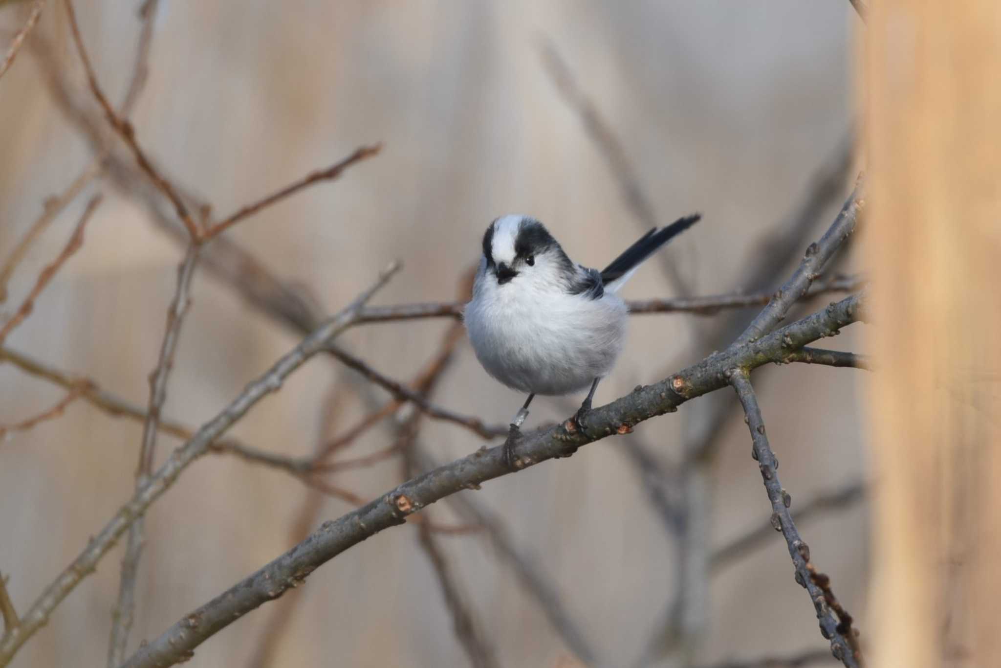 Long-tailed Tit