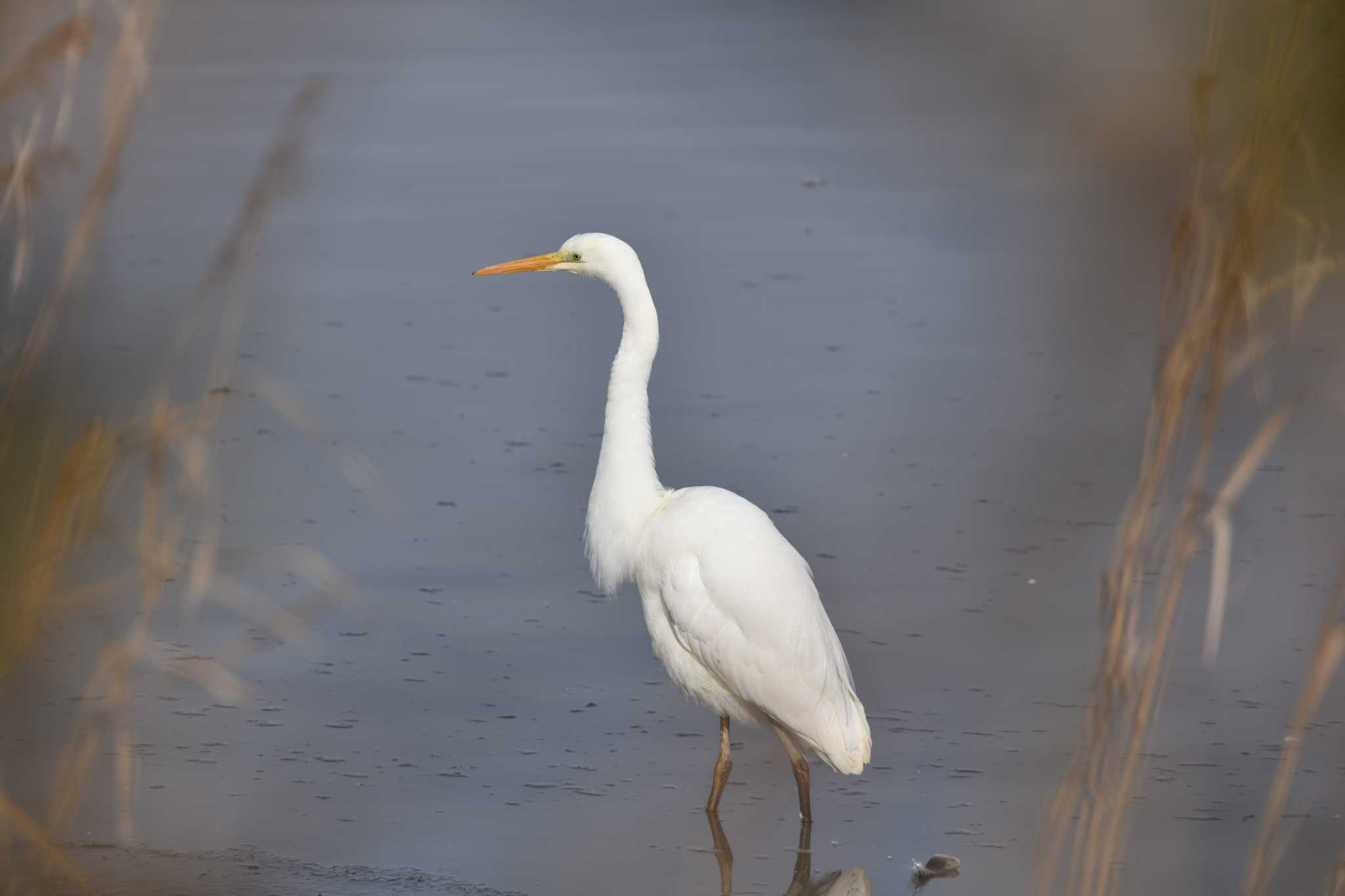 Great Egret