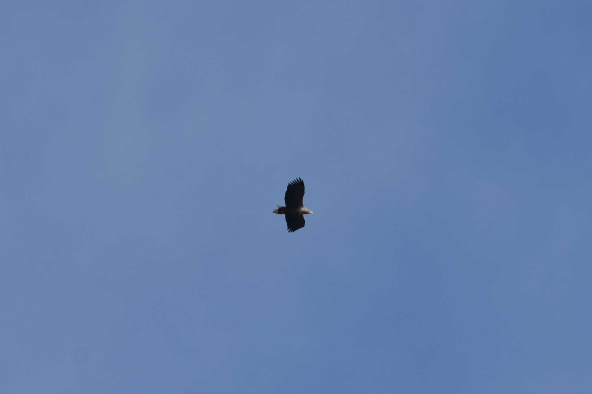 White-tailed Eagle