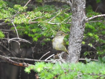 Japanese Leaf Warbler Okuniwaso(Mt. Fuji) Sat, 9/9/2017