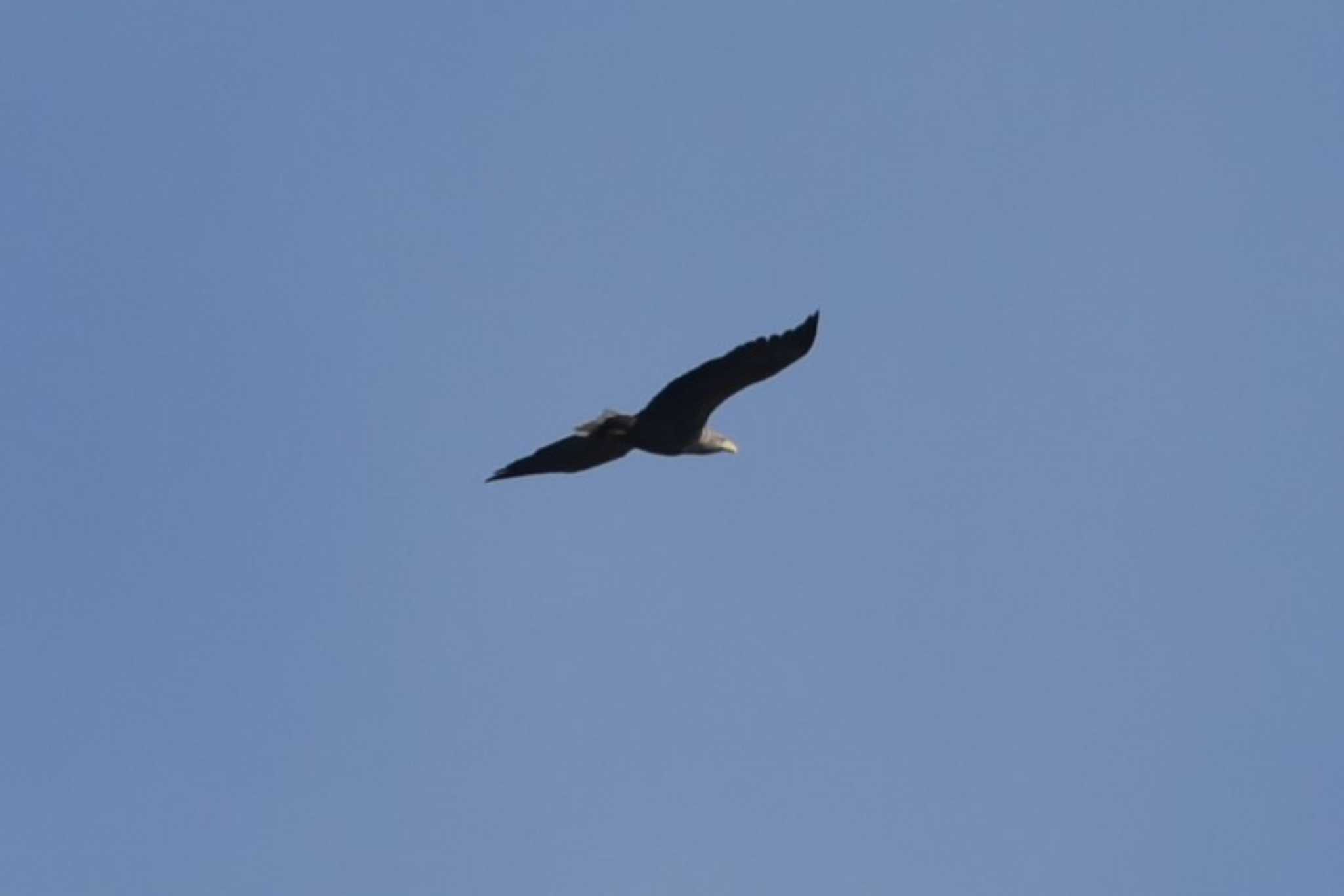 White-tailed Eagle