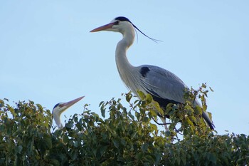 Grey Heron 横十間川親水公園(東京都江東区) Mon, 1/24/2022