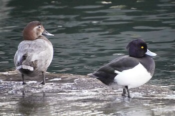 Tufted Duck 横十間川親水公園(東京都江東区) Mon, 1/24/2022